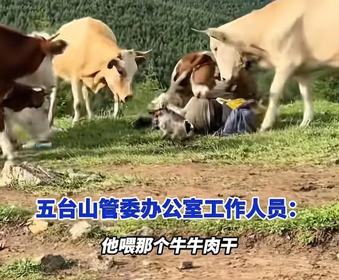 被牛群圍攻游客稱為護狗被撞