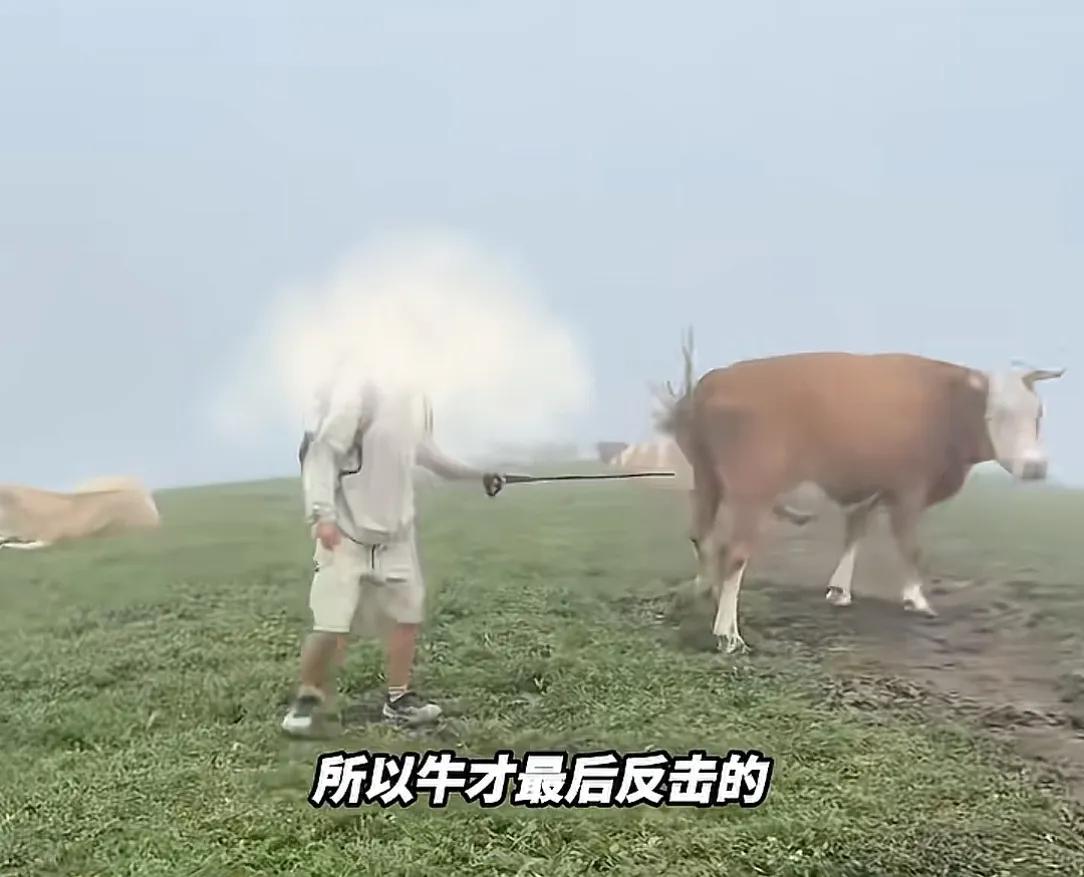 被牛群圍攻游客稱為護狗被撞