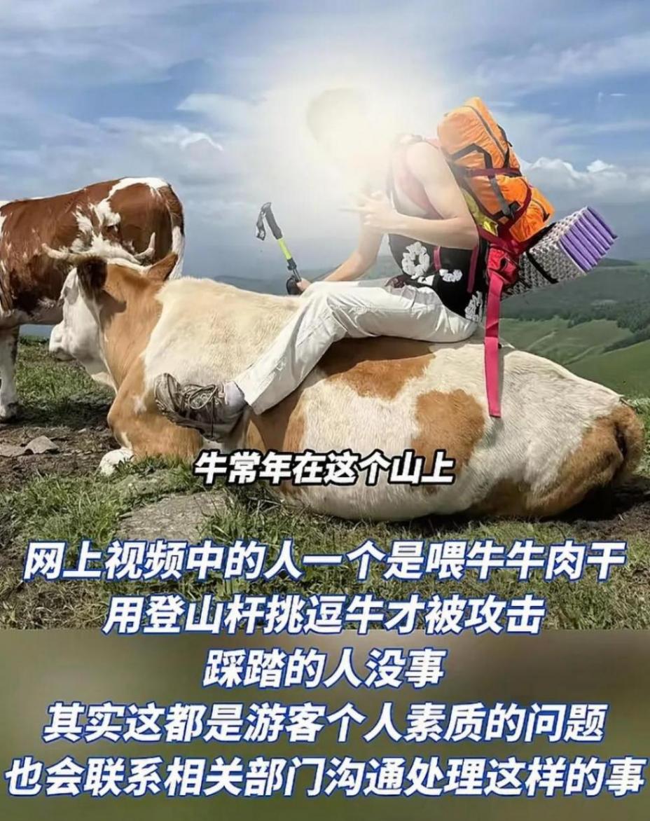 被牛群圍攻游客稱為護狗被撞