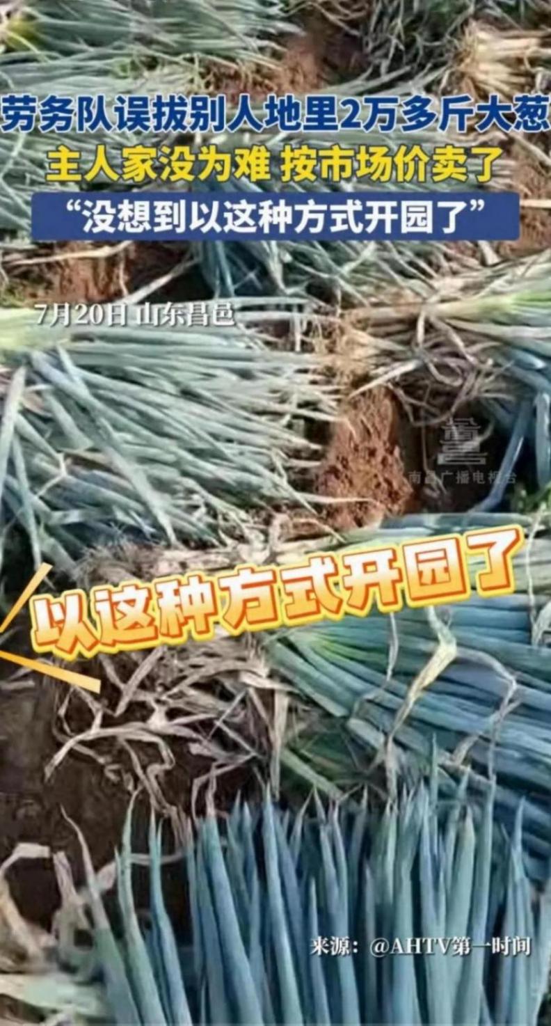 勞務隊誤拔別人地里2萬多斤大蔥