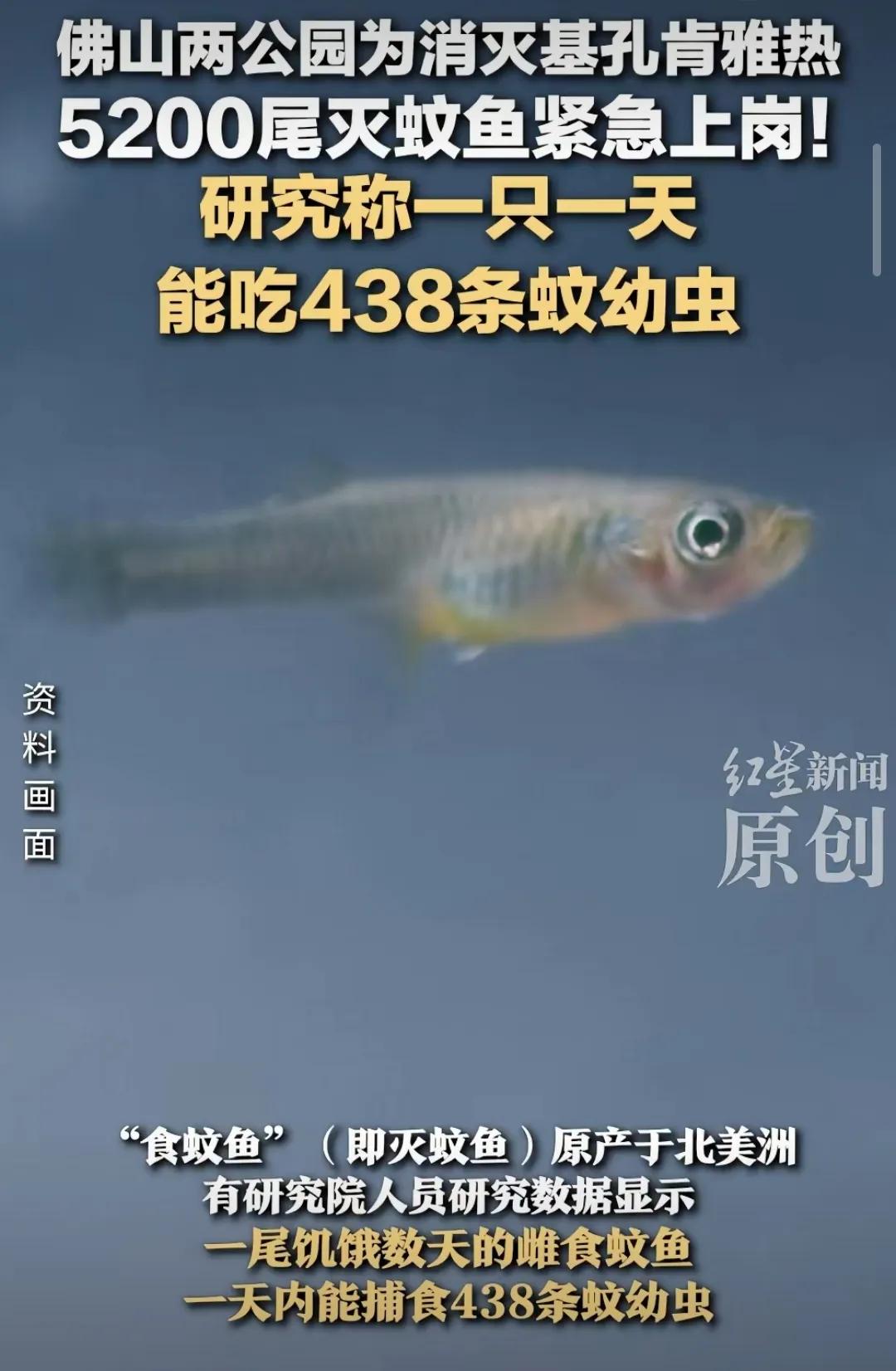 佛山投數千滅蚊魚 1條1天滅蚊438只