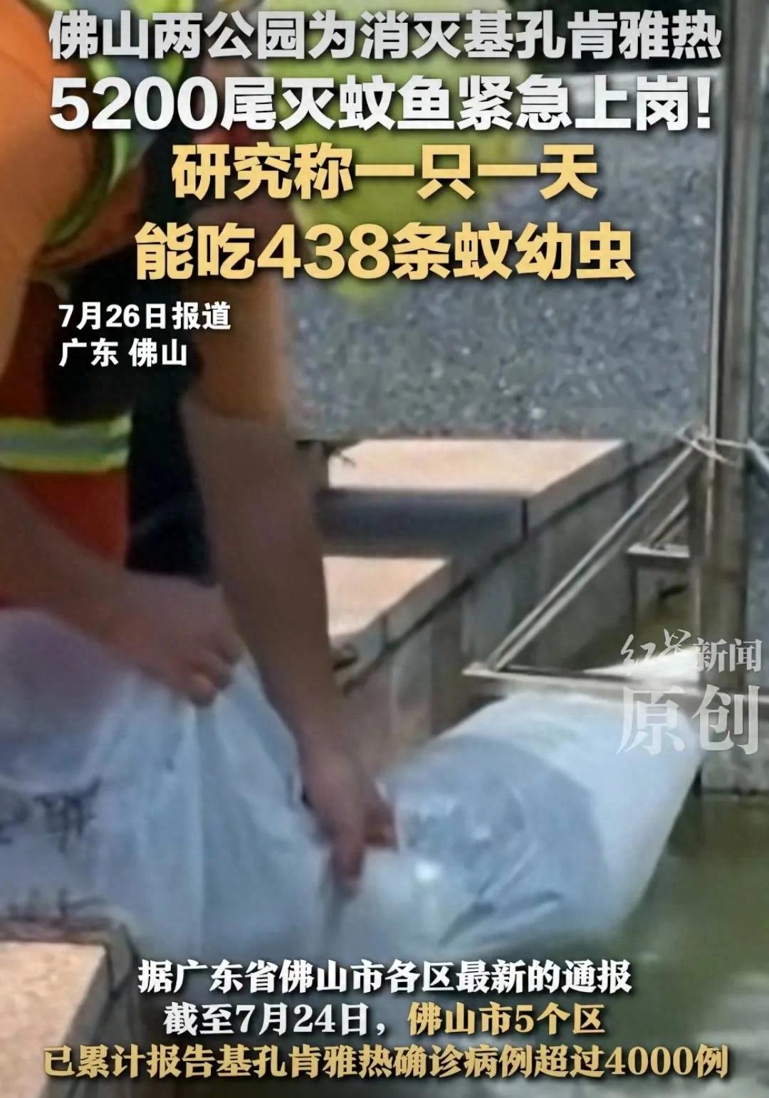 佛山投數千滅蚊魚 1條1天滅蚊438只